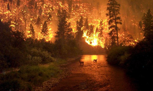 flwildlandfires.jpg.6350584b6427ce89cc240dbbc0dca27a.jpg